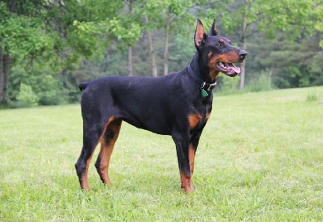 center-doberman